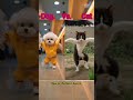 cute cat funny dance video#shortfeed #catshorts #dancingcat# pet dance motorcycle - Cats #petdance#