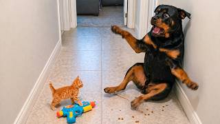 Overdramatic Animals That Will Make You Smile