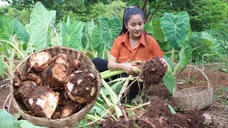 Country chefs: Harvest Taro in my village and cooking - Country style cooking