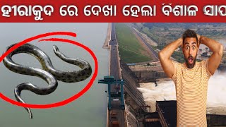 ହୀରାକୁଦ ରେ ଦେଖା ହେଲା ବିଶାଳ ସାପ ‼️ a big sanke found in hirakud dam in odisha❗