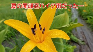 夏の尾瀬沼ハイク （ニッコウキスゲ）