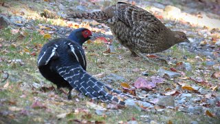 台灣特有種 No.15 帝雉 Mikado Pheasant （ Syrmaticus Mikado ）- Endemic species in Taiwan ( No.15)