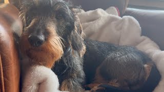 Dachshund Teddy's cosy chair time interrupted by paparazzi 😂