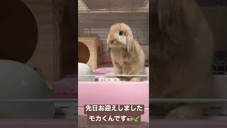 うさぎさんお迎えしました( ˶'ᵕ'˶)これからよろしくね！