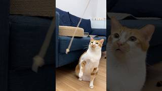 用凍乾釣貓，看誰會上鉤…🤭#cat #貓 #凍乾催眠術