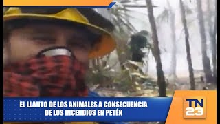 El llanto de los animales a consecuencia de los incendios en Petén