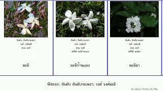 พืชดอก, อันดับ อันดับกะเพรา, วงศ์ วงศ์มะลิ angiosperms เหลียนเชี่ยว Freedom ข้าวตอกพระร่วง ไลแล็ค