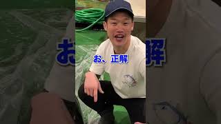 マグロが速く泳げる理由#shorts #魚 #マグロ