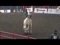 cfr 2021 bareback champion clint laye