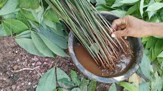 Tips  Cara  pembibitan Tanaman  Karet  Dari Berburu di Kebun Untuk Reklamasi dan reboisasi Tambang