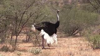 Extremely Rare Somali Ostrich Throat Call - Samburu, Kenya