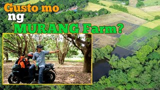 9M May Very Productive 2 Hectare Rice Land Ka Na May 1 Hectare Mango Orchard Ka Pa!