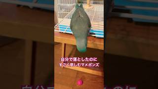 いつでも全力マメルリハのマメポンズ#shorts #インコ #セキセイインコ