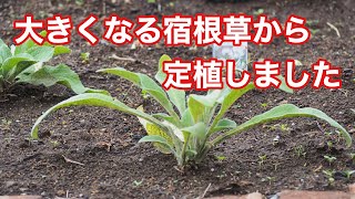 150_花壇大改造計画　大きな宿根草から定植します。Flower bed major remodeling plan. Plant from large perennial plants.