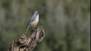 Kaya sıvacısı / Western Rock Nuthatch - Zafer Kurnuç