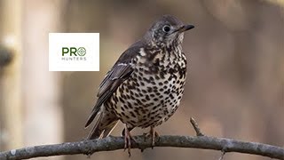 Mistle Thrush Bird Sound for Pro Hunters