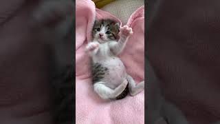 お腹がまんまる過ぎる生後3週間の保護子猫 #shorts  #子猫保護 #子猫動画