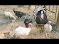 turkey chicken farm in assam gowalpara poultry farm poultry farm in assam