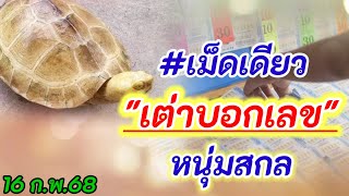 #เม็ดเดียว #เต่าบอกเลข #หนุ่มสกล 16 ก.พ.68