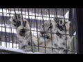 ユキヒョウ赤ちゃんユーリ ultraお転婆cuteまとめ 2020.1月　 juli 　snow leopard cub