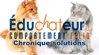 L'ÉDUCHATEUR - Introduire un nouveau chat à la maison