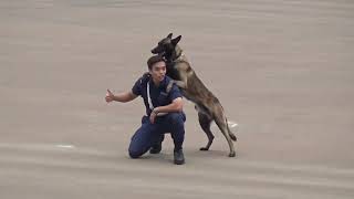 警犬表演