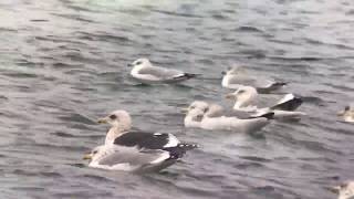 Slaty-backed Gull