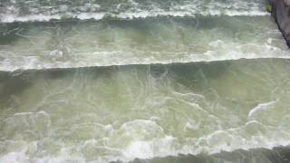 Fish ladder at Bonneville Dam on the Columbia River