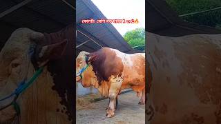 দানব আকৃতি বিশাল বড় গরু 🔥🥰🐂#cow #animals #shorts #viralvideo #foryou #2024