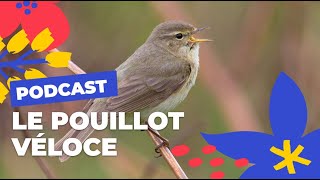 Le pouillot véloce et son chant \