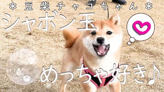 【柴犬・豆柴】お姉ちゃん達とシャボン玉遊びしたよ♪はじめてのジャボン玉の反応は…(子犬)