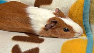 くつろぐモルモット【Relaxing and Chirping Guinea Pig】