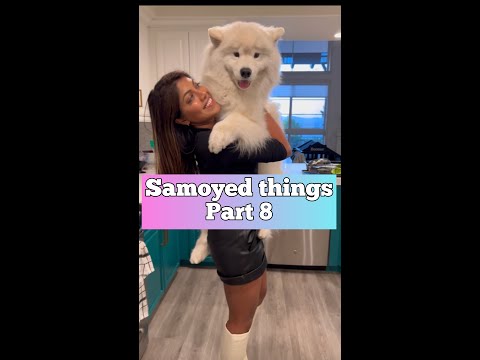 How long are Samoyeds in heat?