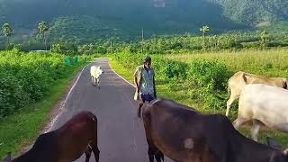 yanam to sarugudu waterfall