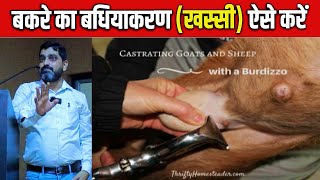 बकरे का बधियाकरण कैसे करते हैं।How To Castrate A Goat?।।Bakre Ki khassi kaise Karen.