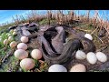 Wow wow! Fishing, collecting duck eggs and catching lots of fish in the rice fields near the village