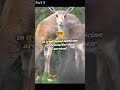 saiga antelope fascinating facts part 3 this unique animal has captivated scientists youtubeshorts