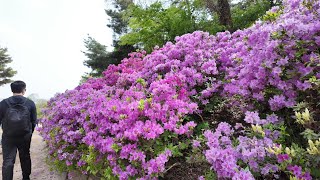 (4K)봄꽃이 활짝 핀 세계문화유산 창덕궁을 함께 걸어요(Let's walk together at Changdeokgung Palace, spring flowers)