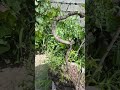 Building 🔨 a Towering Tamarind Bonsai. #bonsai #bonsaitree #tamarindbonsai