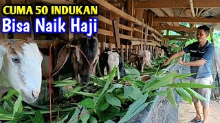 Pola Pintar Ternak Kambing, Ngarit Gak Kemana²