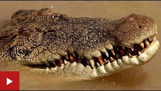 Troubles due to crocodiles faced by Kendrapara people