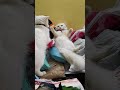 ഇന്ന് ഇവിടെ എന്തെങ്കിലും നടക്കും 😂😹 cat catlover funnyanimals catvideos funny shortsfeed