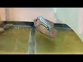 king kamfa f2 s cichlid freshwatertank flowerhorn canada ontario toronto kamfa kam