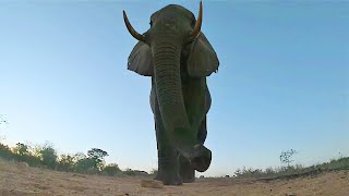 Incredible close up footage show elephant bull using his trunk to investigate hidden camera