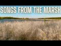 Songs from the Marsh | Premium Nature Experience | Sleep Study Focus