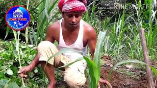 SORGAM SUDAN PLANTING | সুদান ঘাস চাষ পদ্ধতি | Kgn Goat Farm | Sorgom Sudan