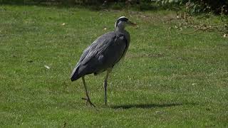 Old Grey Heron walking carefully