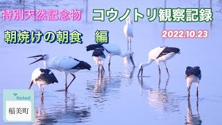 特別天然記念物　コウノトリ観察記録　2022.10.23 朝焼けの朝食　編　【稲美町】