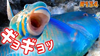 宮古島の海の色の魚とか釣れたよ