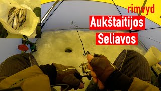 Aukštaitijos seliava